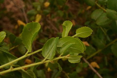 Rhamnus pilosa