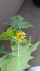 Sonchus