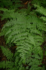 Dennstaedtia davallioides