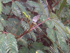 Hemiargus hanno