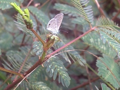 Hemiargus hanno