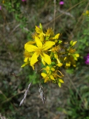 Hypericum perforatum