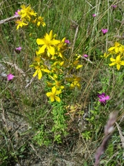 Hypericum perforatum