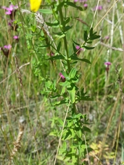 Hypericum perforatum