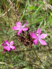 Dianthus carthusianorum