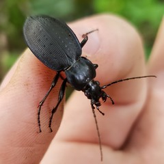 Carabus goryi