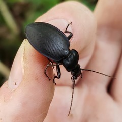Carabus goryi