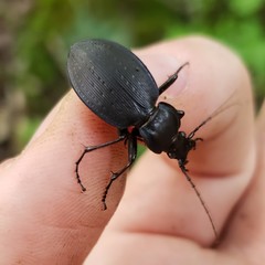 Carabus goryi