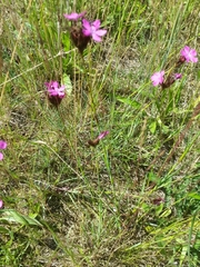 Dianthus carthusianorum