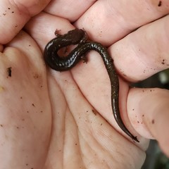 Plethodon shenandoah