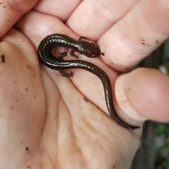 Plethodon shenandoah