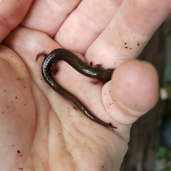 Plethodon shenandoah