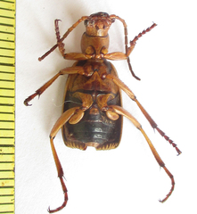 Brachininae