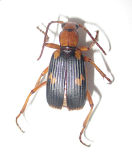 Brachininae