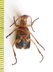 Brachininae