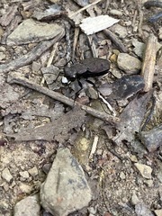 Apterodela unipunctata