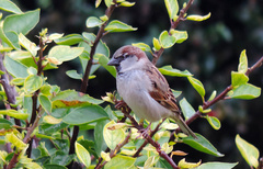 Passer domesticus