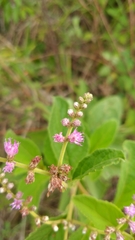 Cyrtocymura scorpioides