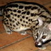 Rusty-spotted Genet - Photo (c) Elaine Bester, some rights reserved (CC BY-NC), uploaded by Elaine Bester