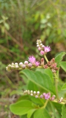 Cyrtocymura scorpioides