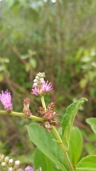 Cyrtocymura scorpioides