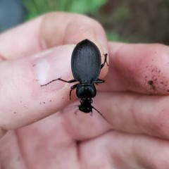 Carabus goryi