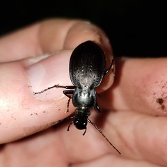 Carabus goryi