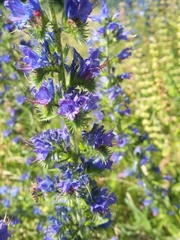Echium vulgare