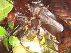 Sericopelma