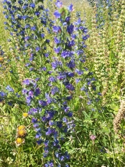 Echium vulgare