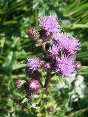 Cirsium arvense