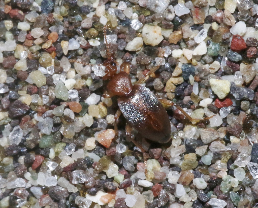 Amblyderus parviceps