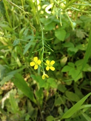 Bunias orientalis