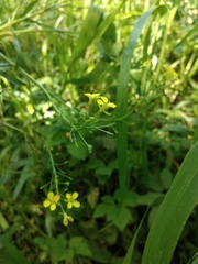 Bunias orientalis
