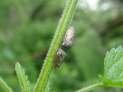Centrotus