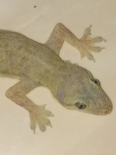 Flat-tailed House Gecko