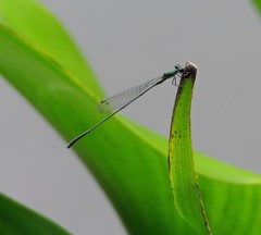 Epipleoneura westfalli