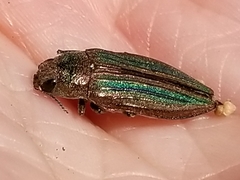 Buprestis striata