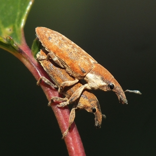 Lixus cinerascens