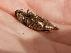 Buprestis striata