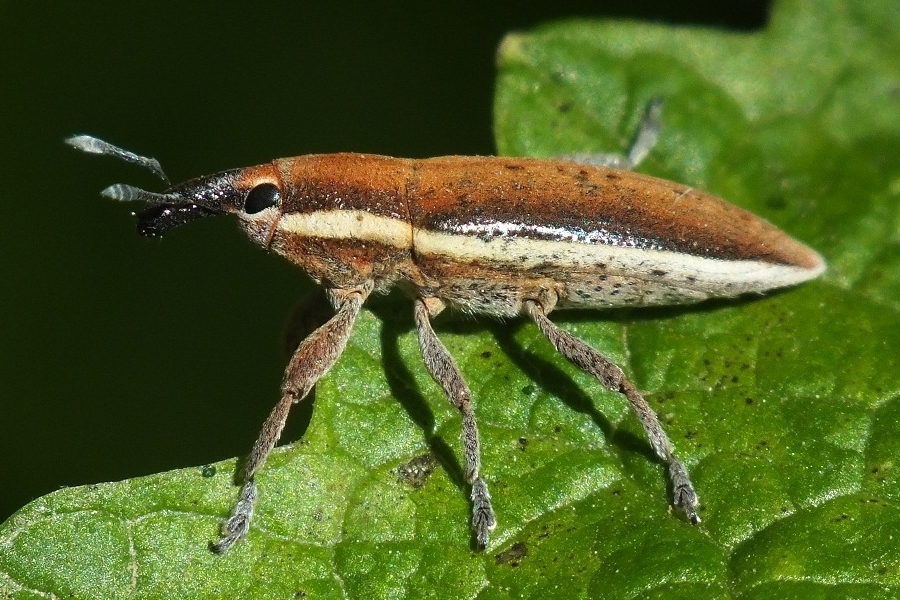 Lixus albomarginatus