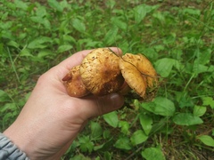 Pholiota elegans