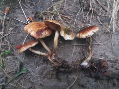 Pholiota elegans