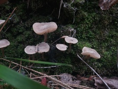 Pseudolaccaria pachyphylla