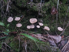 Pseudolaccaria pachyphylla