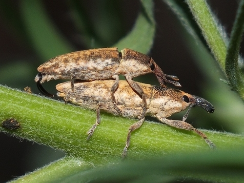 Lixus subtilis