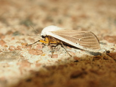 Creatonotos transiens vacillans