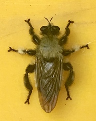 Laphria macquarti