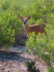 Eriogonum nutans glabratum