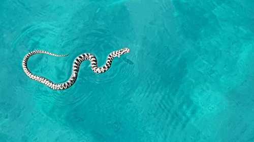 Four-lined Snake, Općina Mali Lošinj, Kroatien, photo 7 of 10